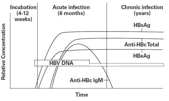 Timeline for Chronic Hepatitis B Virus Infection.jpg