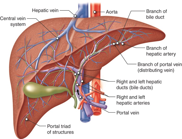 Liver: Anatomy, Function, Common Diseases, and Foods